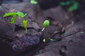 young green sprout