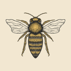 Hand drawing vintage bee vector illustration