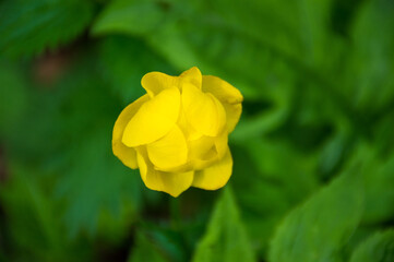 yellow globe flowers in the grass