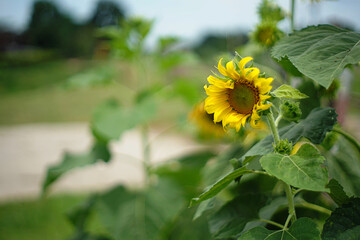 Sunflowers at the park