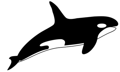 whale killer vector illustration