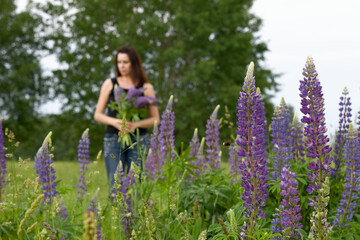 Lupine grows in the meadow. In the background is out of focus is a girl with a bouquet of lupine.