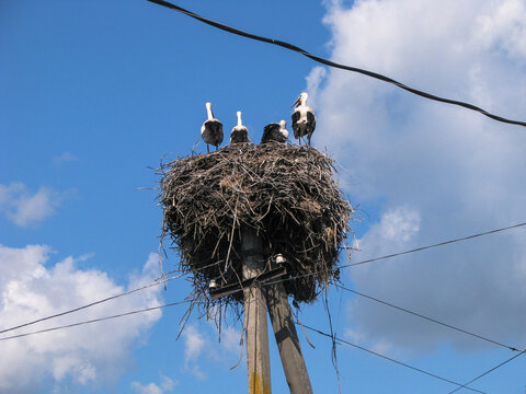 Stork is a big beautiful bird sitting in a nest. Nature near the village in the summer. Stock photo background