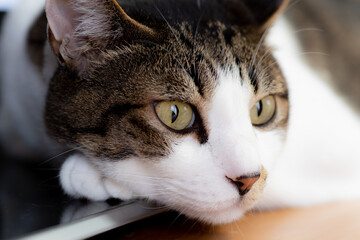 猫のアップ　　キジトラ猫