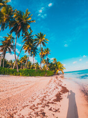 caribbean palms tree in the beach