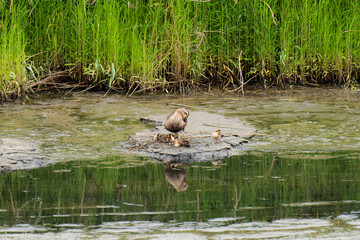 カルガモの親子