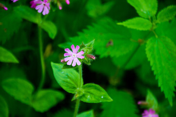 little pink flowers in the forest