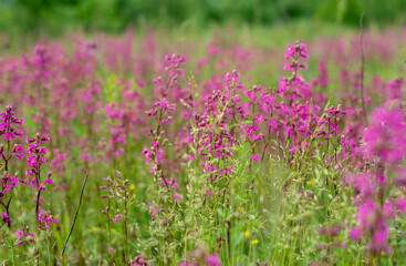 Obraz premium colorful pink flowers with green field