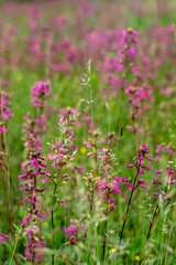 beautiful pink summer flowers