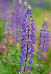 Fototapeta premium a gently purple summer lupine flower