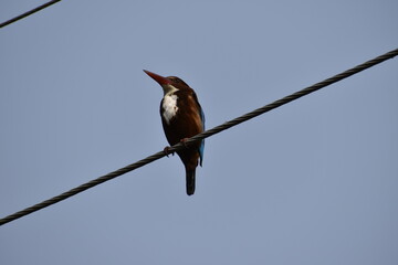A beautiful kingfisher bird sitting in the electric wire. 