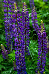 Obraz premium violet lupine flowers in the summer fresh field 