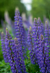 purple lupins in the summer field 