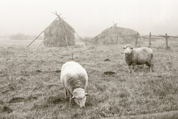Sheep grazes on an autumn pasture in the fog. Photo in sepia tones. Stock background for design