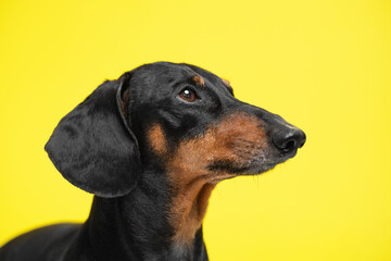 Muzzle portrait Adorable dachshund dog, black and tan, looking up on a yellow background. obedient and attentive dog. Copy space