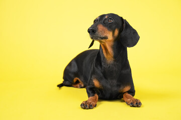 Adorable dachshund dog, black and tan,  sitting and looking up on a yellow background. obedient and...