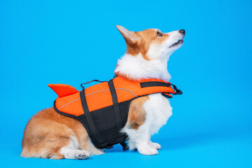portrait of a cute welsh corgi pembroke wearing orange life jacket, on blue background. Baywatch...