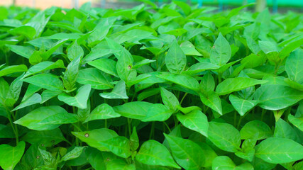 Chilli seedlings