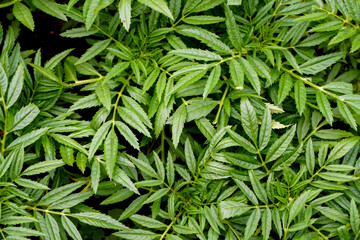 marigold plant, without flowers, a solid motley green background, beautiful neat leaves, wallpaper