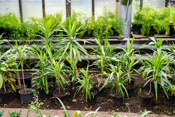 many plants yucca and dracaena in pots, in a flower shop, greenhouse, 