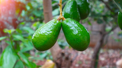 Avocado varieties Hass the meat is delicious.