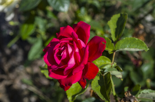 frores. tulipanes . petalos , naturaleza , regalo , parque , narura ,  regalo ,  ramo 