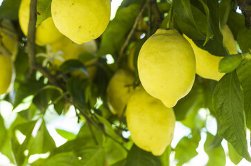 Lemon tree with lemons