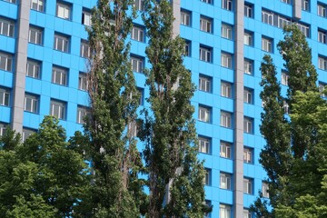 Green foliage of poplars on a background of a blue building