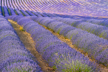 Obraz na płótnie Canvas Lavender fields in Brihuega Spain