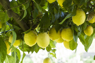 Lemon tree with lemons