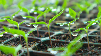 Young seedlings of peppers at the nursery