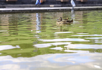 Small family of ducks with their mother spend time growing up. Birds swim on the lake in the park. Stock photo for design