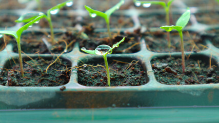 Young seedlings of peppers at the nursery