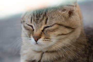 うとうと…　　キジトラ猫