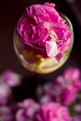 Petals of pink roses in a glass