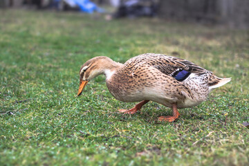 Domestic duck in a farm land. Park decoration bird in a public place. Stock photo for design