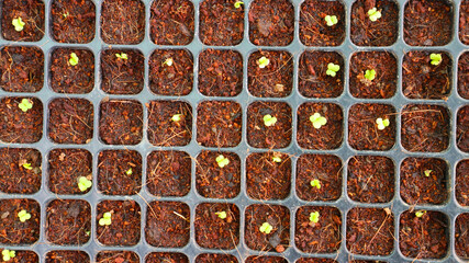 Young seedlings of peppers at the nursery                            