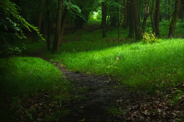 View of the path in the woods. Fab green colors.