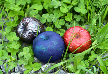Poisonous or painted apples in clover grass outdoors in the garden. Esoteric, gothic and occult background with magic objects, mystic and fairy tale concept
