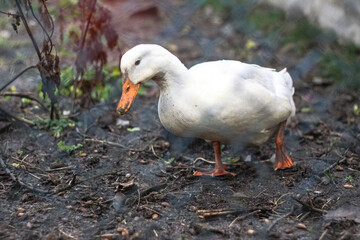 Domestic duck in a farm land. Park decoration bird in a public place. Stock photo for design