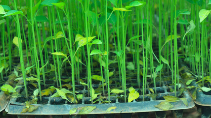 Young seedlings of peppers at the nursery                            