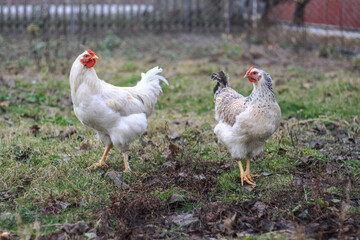 Rooster and hens in the village on the nature. Chickens and birds at the poultry farm. Stock photo background