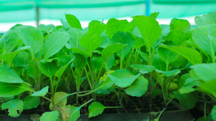 Vegetable plots in agricultural farms, seedling cultivation