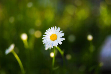 Flowering chamomile. Gardening concept.Beautiful nature scene with blooming daisies.Delicate white and yellow floral background