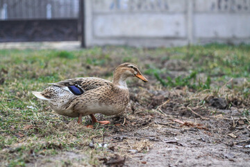 Domestic duck in a farm land. Park decoration bird in a public place. Stock photo for design