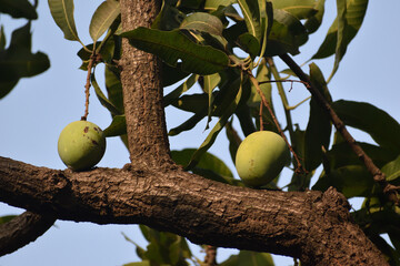 mango on tree 