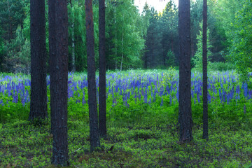 Lupine flowers at the edge of a pine forest.  Blooming lupine flowers. A field of lupines.