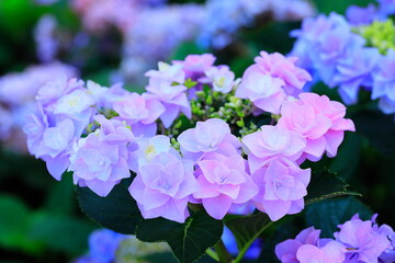 季節感たっぷり・ガクアジサイのクローズアップ写真です。