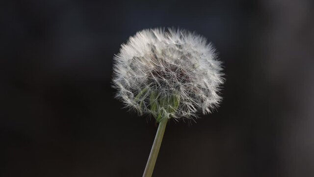 Isolated white fluffy groundsel head and seed parachutes attached to seedhead gently bouncing in wind, static close up