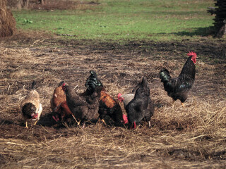 Rooster and hens in the village on the nature. Chickens and birds at the poultry farm. Stock photo background